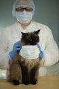 The veterinarian puts a protective medical mask on the cat.