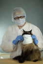 The veterinarian puts a protective medical mask on the cat.