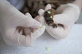 The veterinarian puts special silicone caps on the cat`s claws. Doctor`s hands in gloves close-up. Protection from scratches and