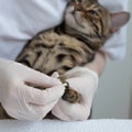 The veterinarian puts special silicone caps on the cat`s claws. Doctor`s hands in gloves close-up. Protection from scratches and