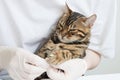 The veterinarian puts special silicone caps on the cat`s claws. Doctor`s hands in gloves close-up. Protection from scratches and