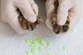 The veterinarian puts special silicone caps on the cat`s claws. Doctor`s hands in gloves close-up. Protection from scratches and