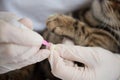 The veterinarian puts special silicone caps on the cat`s claws. Doctor`s hands in gloves close-up. Protection from scratches and