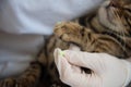 The veterinarian puts special silicone caps on the cat`s claws. Doctor`s hands in gloves close-up. Protection from scratches and