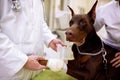 Veterinarian putting bandage on dog sick leg at pet office Royalty Free Stock Photo