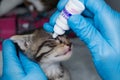 The veterinarian giving medicated drops in the eyes of a kitten with conjunctivitis