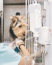 Veterinarian quarantining a small dog inside the clinic Royalty Free Stock Photo