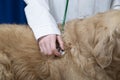 The veterinarian is receiving a dog, a Golden Retriever.A veterinarian at work