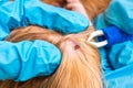 Veterinarian removing a tick from the Cocker Spaniel dog Royalty Free Stock Photo