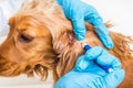 Veterinarian removing a tick from the Cocker Spaniel dog Royalty Free Stock Photo