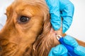 Veterinarian removing a tick from the Cocker Spaniel dog Royalty Free Stock Photo