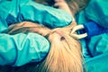 Veterinarian removing a tick from the Cocker Spaniel dog Royalty Free Stock Photo