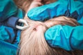 Veterinarian removing a tick from the Cocker Spaniel dog Royalty Free Stock Photo