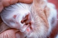 Uricle of a cat infected with an ear mite