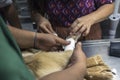 A veterinarian secures an IV line on sick puppy`s leg with adhesive bandage.