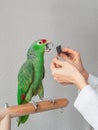 A veterinarian sharpens the beak of a large green parrot. Manicure for a big parrot. Professional veterinary care for parrots and