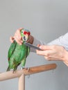 A veterinarian sharpens the beak of a large green parrot. Manicure for a big parrot. Professional veterinary care for parrots and