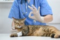 A veterinarian showing okay hand sign with an adorable cat on a table in an examination room Royalty Free Stock Photo