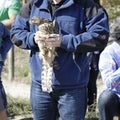 Veterinarian showing a young goshawk (Accipiter gentilis)