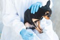 Veterinarian specialist holding small black dog and applying drops at the withers, medicine from parasites, ticks, worms and fleas