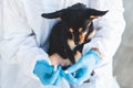 Veterinarian specialist holding small black dog and applying drops at the withers, medicine from parasites, ticks, worms and fleas