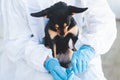 Veterinarian specialist holding small black dog and applying drops at the withers, medicine from parasites, ticks, worms and fleas