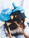 Veterinarian specialist holding small black dog and applying drops at the withers, medicine from parasites, ticks, worms and fleas