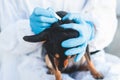 Veterinarian specialist holding small black dog and applying drops at the withers, medicine from parasites, ticks, worms and fleas