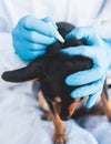 Veterinarian specialist holding small black dog and applying drops at the withers, medicine from parasites, ticks, worms and fleas