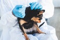 Veterinarian specialist holding small black dog and applying drops at the withers, medicine from parasites, ticks, worms and fleas