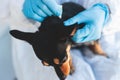 Veterinarian specialist holding small black dog and applying drops at the withers, medicine from parasites, ticks, worms and fleas