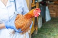 Veterinarian with stethoscope holding and examining chicken on ranch background. Hen in vet hands for check up in natural eco farm Royalty Free Stock Photo