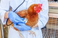 Veterinarian with stethoscope holding and examining chicken on ranch background. Hen in vet hands for check up in natural eco farm Royalty Free Stock Photo