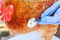 Veterinarian with stethoscope holding and examining chicken on ranch background. Hen in vet hands for check up in natural eco farm Royalty Free Stock Photo