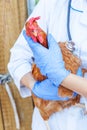 Veterinarian with stethoscope holding and examining chicken on ranch background. Hen in vet hands for check up in natural eco farm Royalty Free Stock Photo