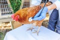 Veterinarian with stethoscope holding and examining chicken on ranch background. Hen in vet hands for check up in natural eco farm Royalty Free Stock Photo