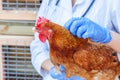 Veterinarian with stethoscope holding and examining chicken on ranch background. Hen in vet hands for check up in natural eco farm Royalty Free Stock Photo