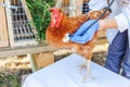 Veterinarian with stethoscope holding and examining chicken on ranch background. Hen in vet hands for check up in natural eco farm Royalty Free Stock Photo