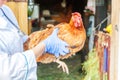 Veterinarian with stethoscope holding and examining chicken on ranch background. Hen in vet hands for check up in natural eco farm Royalty Free Stock Photo