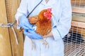 Veterinarian with stethoscope holding and examining chicken on ranch background. Hen in vet hands for check up in natural eco farm Royalty Free Stock Photo