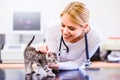 Veterinarian with stethoscope holding little sore cat. Veterinar Royalty Free Stock Photo