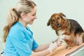 Veterinarian surgeon treating dog Royalty Free Stock Photo