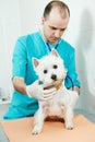 Veterinarian surgeon treating dog Royalty Free Stock Photo