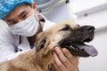 Veterinarian in surgical mask with dog in examination room Royalty Free Stock Photo