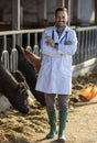 Veterinarian with syringe in cowshed Royalty Free Stock Photo