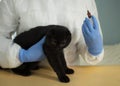 The veterinarian takes a blood test from a black kitten.