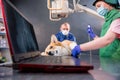 Veterinarian team examining dog in x-ray room. Royalty Free Stock Photo