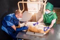 Veterinarian team examining dog in x-ray room. Royalty Free Stock Photo