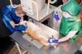 Veterinarian team examining dog in x-ray room. Royalty Free Stock Photo