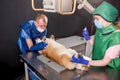 Veterinarian team examining dog in x-ray room. Royalty Free Stock Photo